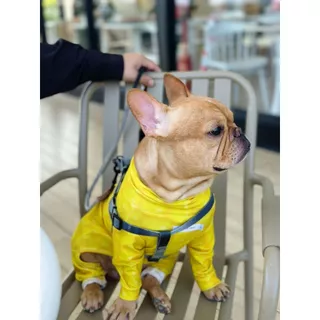 ชุดเก็บขน wonder dog เสื้อสุนัข เสื้อแมว ชุดกันขนร่วงสุนัข ชุดสัตว์เลี้ยง โทนส้มเหลือง ตารางไซส์เลื่อนขวานะคะ