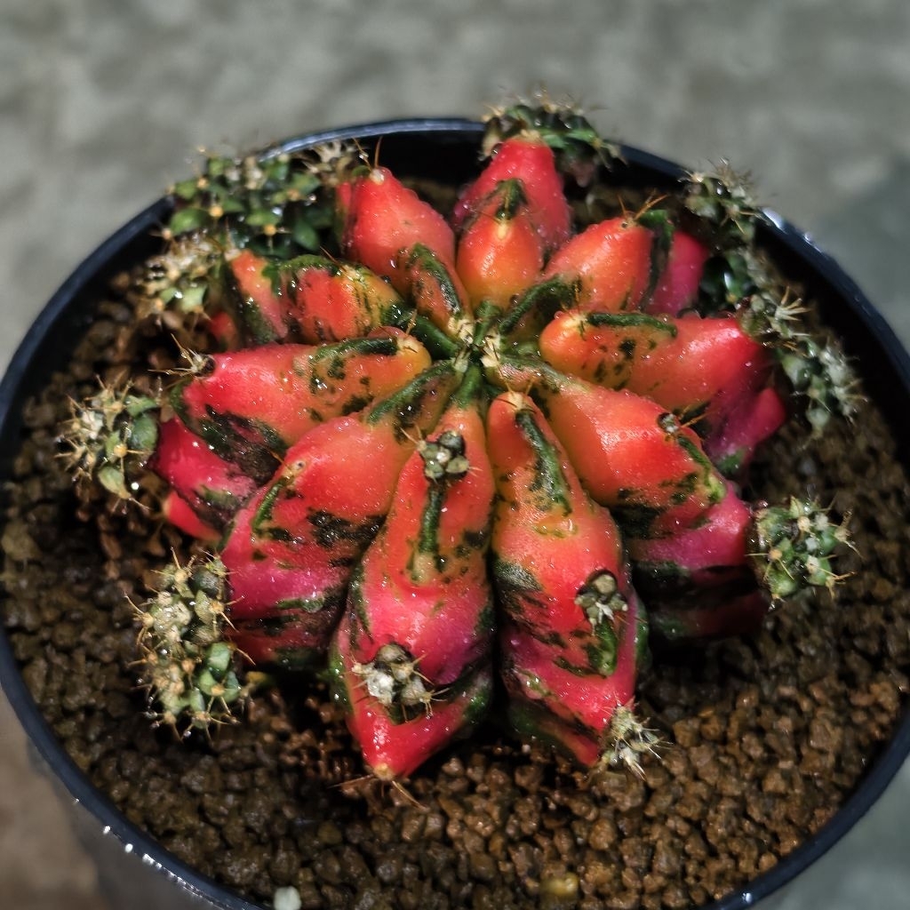 ยิมโนด่าง​ ชำหน่อ​ โคลน “RED​ DRAGON”  จากแม่ไม้รากแท้​ โตไวรากแข็งแรง​ ​สีสวยสด ราคา ถูกที่สุด ดีลบีเคเค แกลเลอรีภาพที่ 8