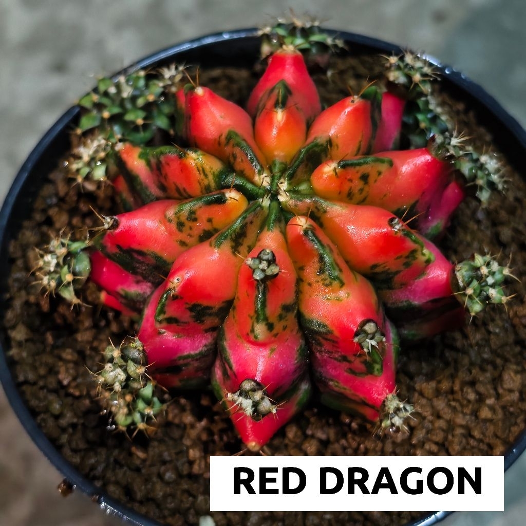 ยิมโนด่าง​ ชำหน่อ​ โคลน “RED​ DRAGON”  จากแม่ไม้รากแท้​ โตไวรากแข็งแรง​ ​สีสวยสด ราคา ถูกที่สุด ดีลบีเคเค