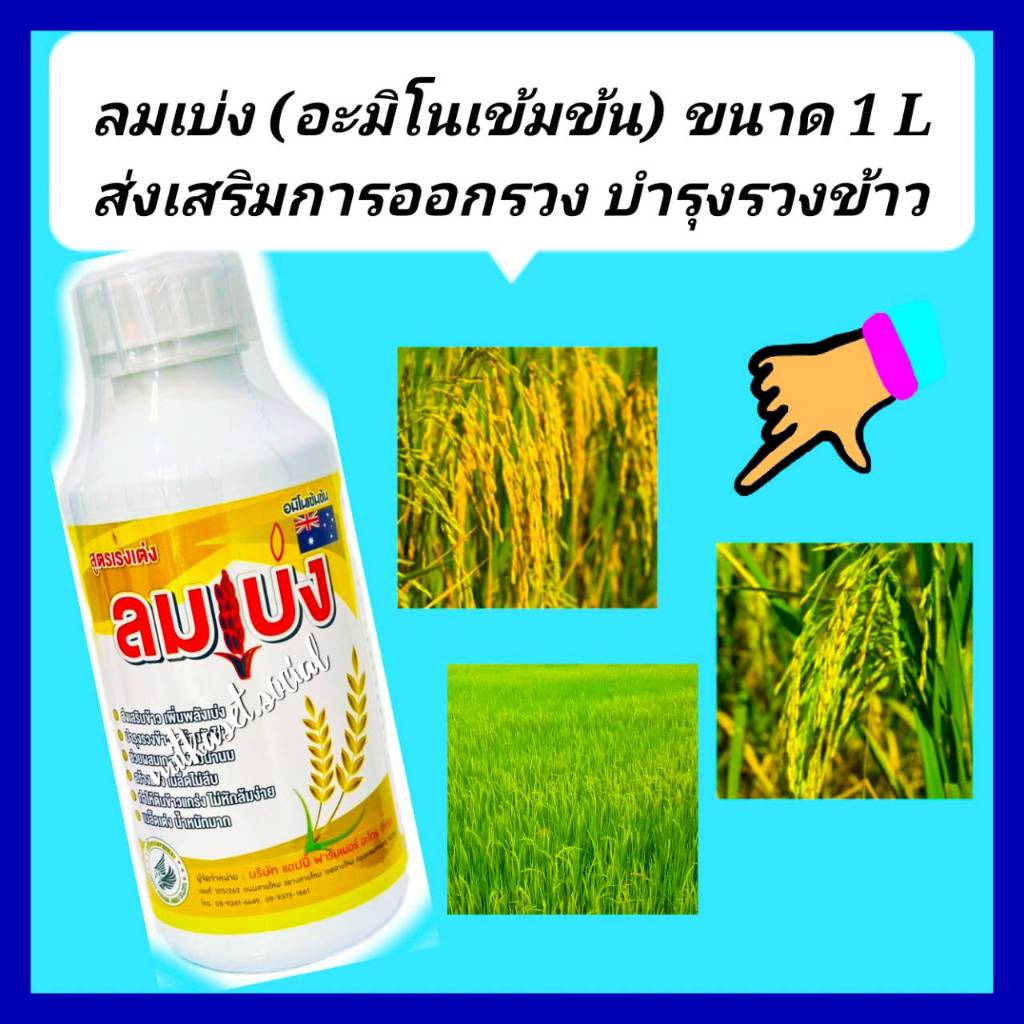 ลมเบ่งนาข้าว ลมเบ่ง 1ลิตร อะมิโน+ธาตุอาหารรองเสริมเมล็ดข้าวเต็ม ข้าวออกรวงเสมอ ขั้วเหนียวไม่หลุดร่วง รวงยาวเพิ่มน้ำหนัก