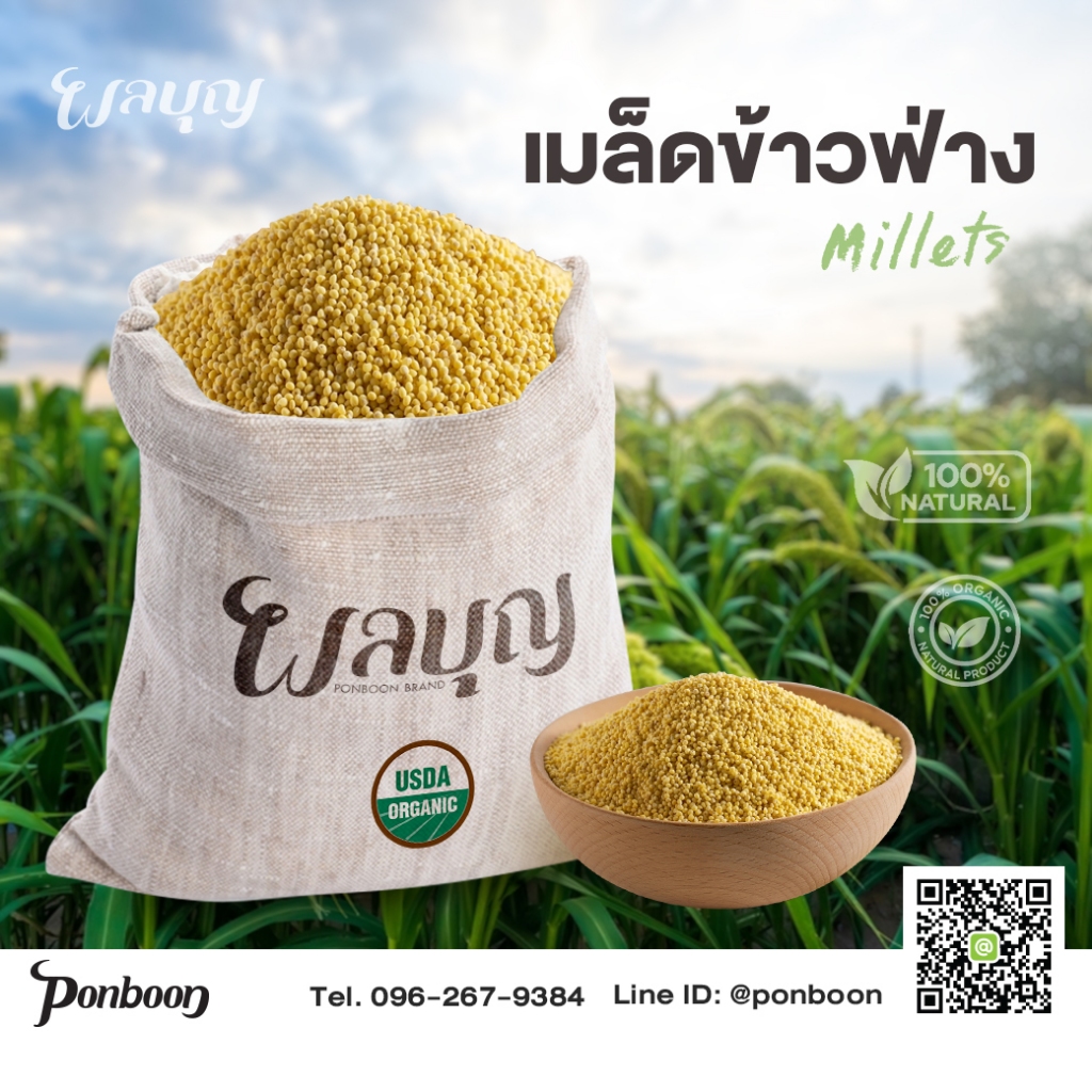 ข้าวฟ่างเมล็ดใหญ่ Millets กระสอบ 25 กก.
