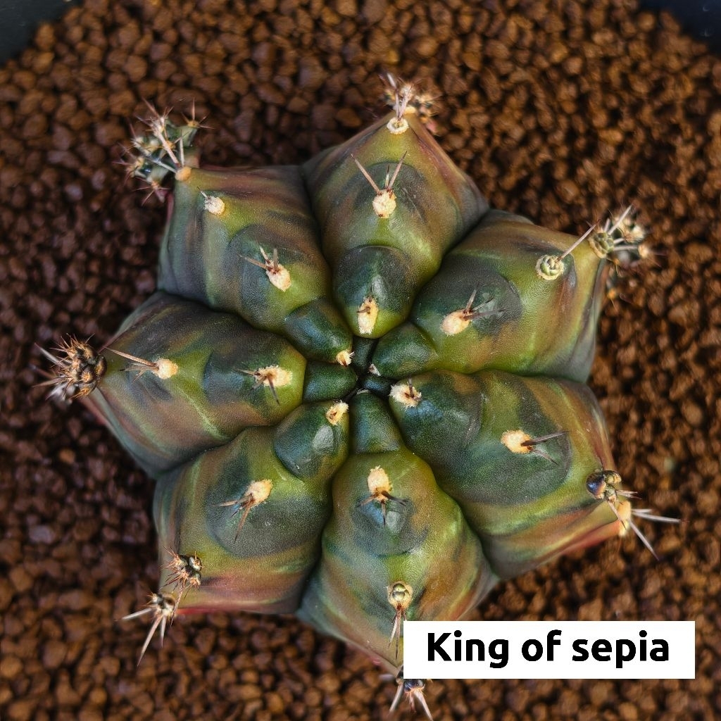 ยิมโนด่าง​ ชำหน่อ​ โคลน "KING​ OF​ SEPIA" จากแม่ไม้รากแท้​ เป็นไม้สีซีเปียที่เอกลักษณ์​​ พูใหญ่​อ้วนกลม​
