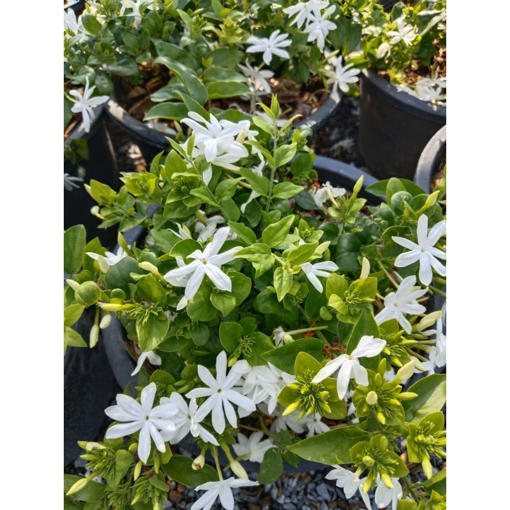 มะลิพวง หรือ มะลุลี Jasminum multiflorum
