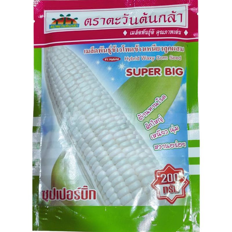 เมล็ดพันธุ์ ข้าวโพดข้าวเหนียว ซุปเปอร์ฺบิ้ก 200 กรัม สำหรับปลูก