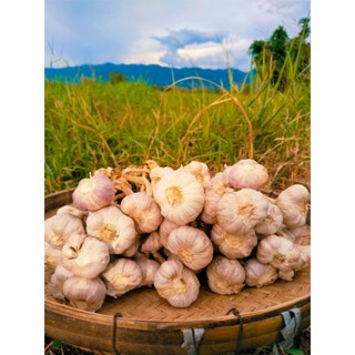 กระเทียมไทย พันธุ์เชียงใหม่ ตัดราก มัดจุก คละไซส์