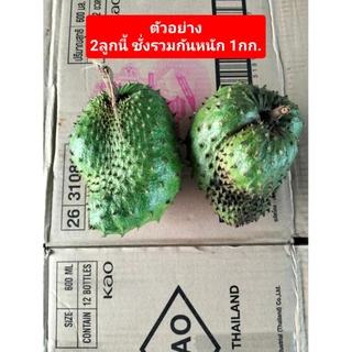 ลูกทุเรียนน้ำ ลูกทุเรียนเทศ ปลอดสารพิษ soursop
