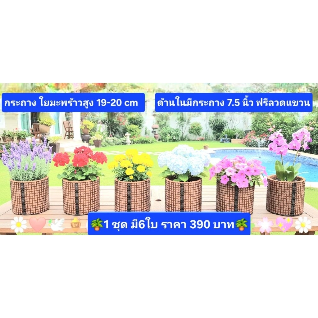กระถางใยมะพร้าวสูง19-20cm(กระถางเบอร์8)1ชุด6ใบราคา390บาท
