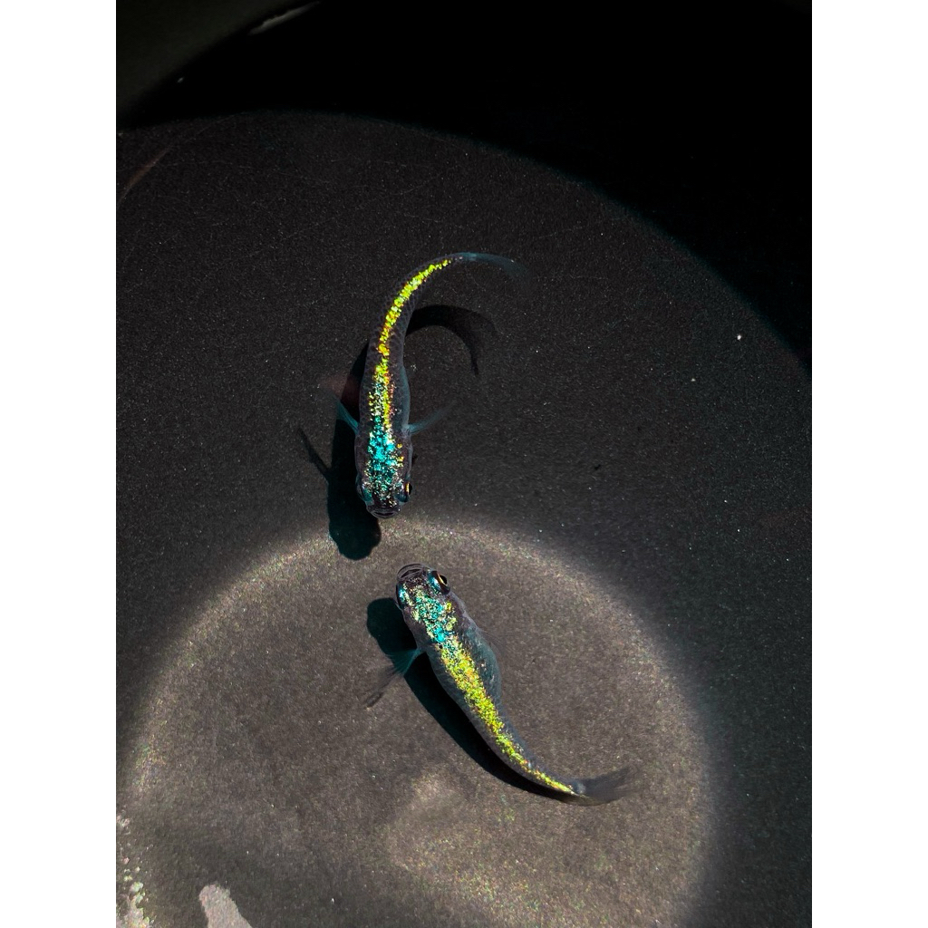 ไข่เมดากะ Neptune ฟ้าสวยมาก