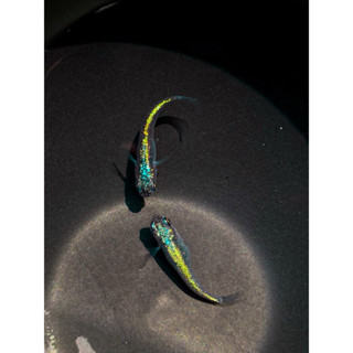 ไข่เมดากะ Neptune ฟ้าสวยมาก