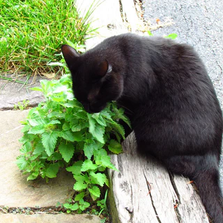 เมล็ดพันธุ์ แคทนิป สมุนไพรแมว Catnip Seed บรรจุ 1000 เมล็ด คุณภาพดี ราคาถูก ของแท้ 100%
