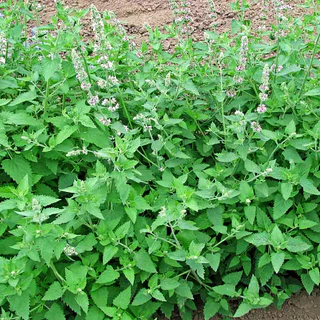 เมล็ดพันธุ์ แคทนิป สมุนไพรแมว Catnip Seed บรรจุ 1000 เมล็ด คุณภาพดี ราคาถูก ของแท้ 100%