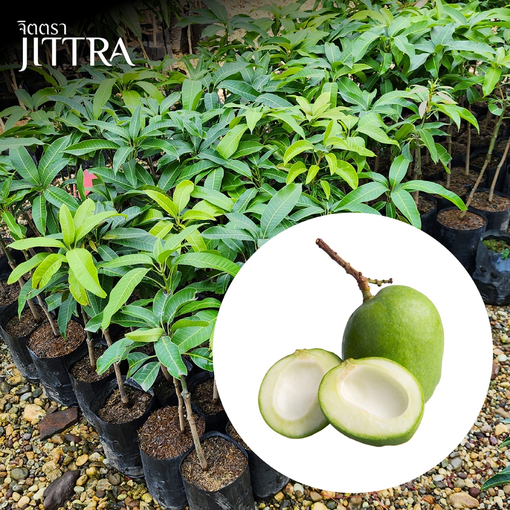 จิตตรา ต้นพันธุ์มะม่วงเบาใต้ เสียบยอดสูง 60-80 ซม. โตไว ให้ผลเร็ว พร้อมส่ง เคลมฟรี ต้นพันธุ์ผลไม้