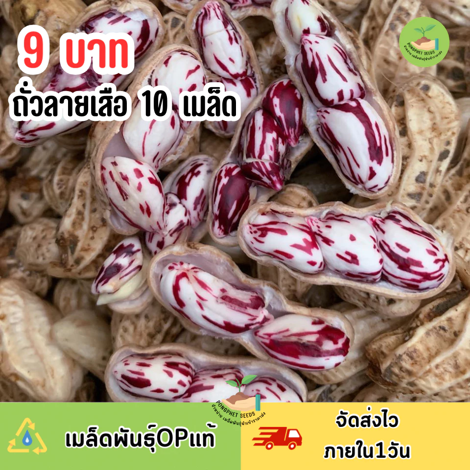 พิเศษ9บาท เมล็ดพันธุ์ถั่วลายเสือ 10 เมล็ด