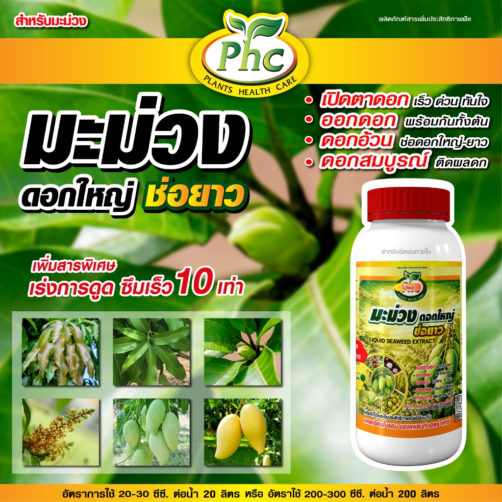 เปิดตาดอกมะม่วง ดอกใหญ่ ช่อยาว เร่งดอกมะม่วง อะมิโนสาหร่าย PHC ดอกสมบูรณ์ ติดดอกดก ติดผลดี ขนาด 500 ซีซี และ 1 ลิตร