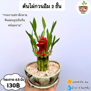 ไผ่กวนอิมกระถางเซรามิค ทั้งเซตแบบในรูป จัดส่ง 2 ต้นขึ้นไป คละแบบได้