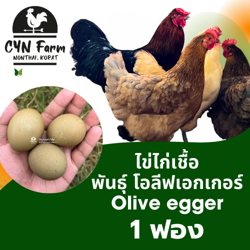 ไข่พาสเทล ไข่เชื้อไก่ไข่พลาสเทล ไข่เชื้อไก่ไช่โอลีฟ ไก่ไข่โอลีฟเอกเกอร์ ไก่โอลีฟ