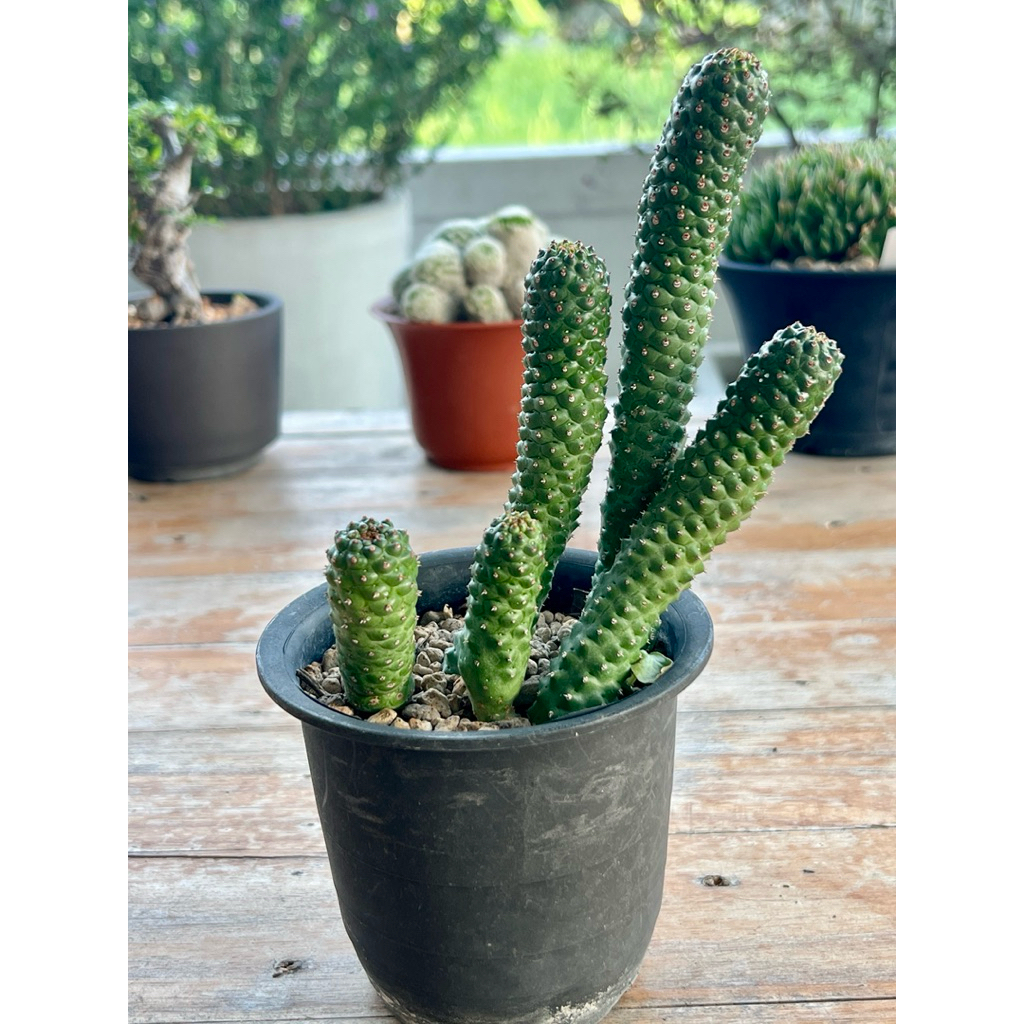 ยูโฟเบีย Euphorbia echinus x Euphorbia tortirama x Euphorbia gymnocalycioides