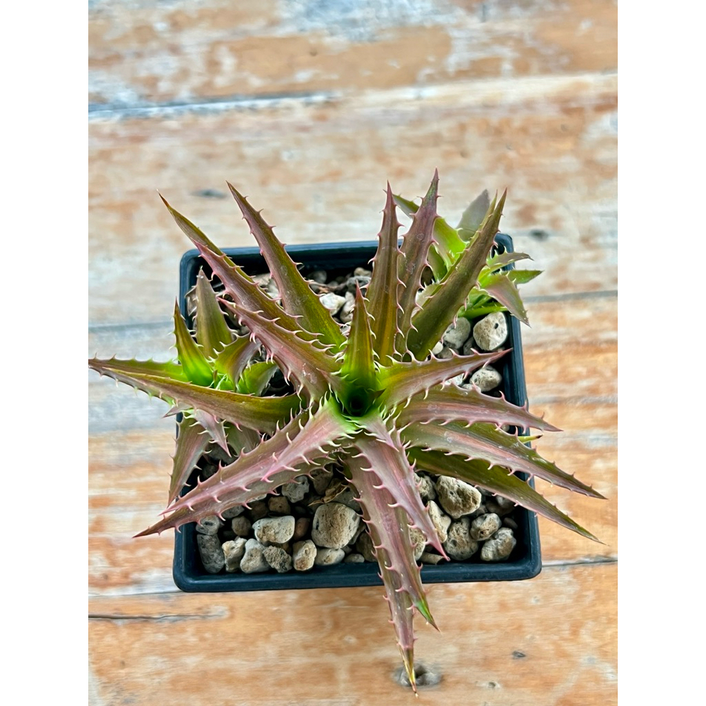 Orthophytum x dyckia variegated