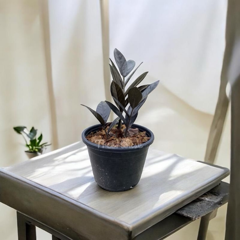 กวักมรกตดำกระถาง 6 นิ้ว (มีหัวทุกต้น) (zamioculcas zamiifolia black) pot 6"