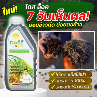 (ร้านค้าบริษัท) โดสล็อค น้ำหมักบล็อคข้าวดีด หยุดการเติบโตของเมล็ดข้าวดีด หมักฟางข้าว ลดแก๊สไข่เน่า