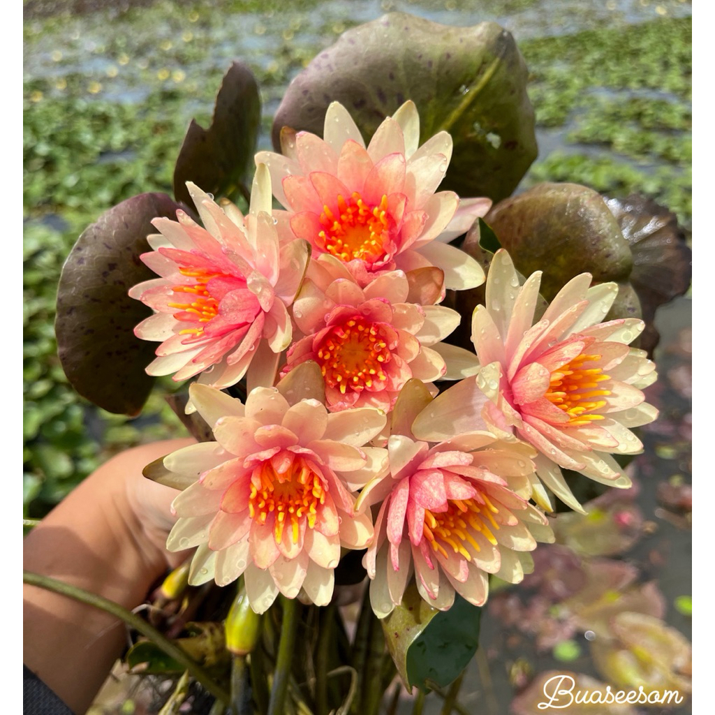 บัวแคระลิตเติ้ลซู สีชมพูอมส้ม