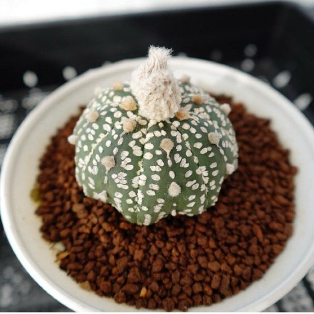 Astrophytum Kabuto 🪄