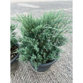 สนสามร้อยยอดบลู ใบสีฟ้า ไม้ประดับจัดสวน