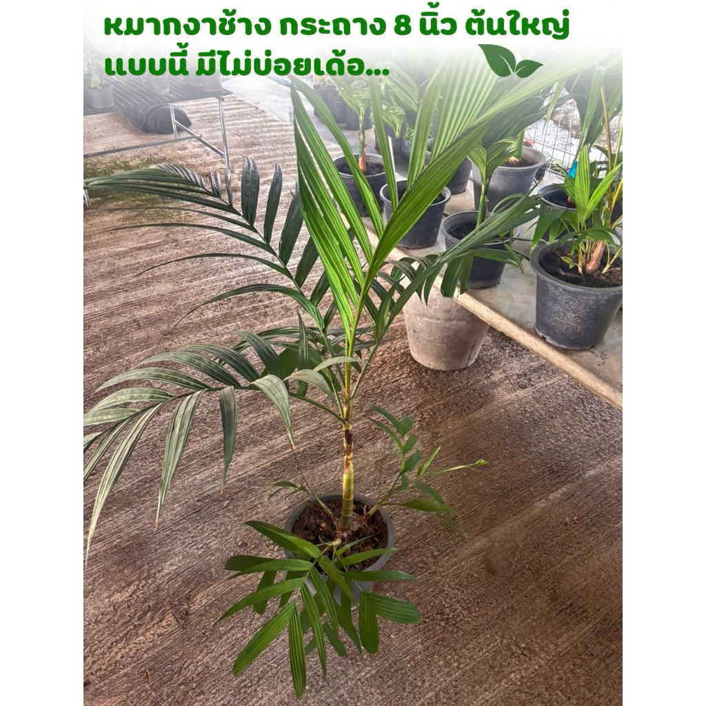 หมากงาช้าง ปาล์มหมากงาช้าง Pinanga dicksonii (Roxb.) Blume