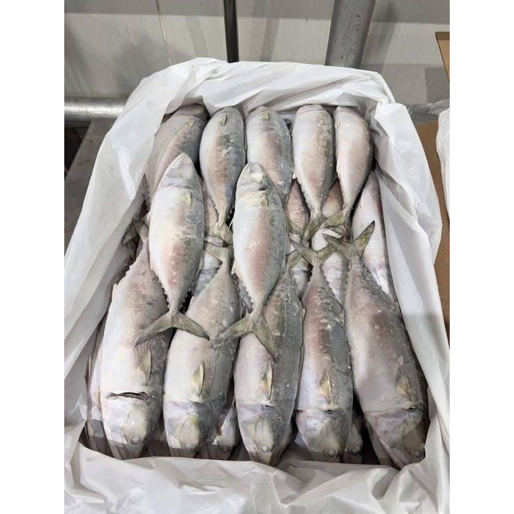 ยกลัง ปลาทู 2/4 โอมาน B (10kg.) 🐟🐟 ⚡️ส่งด่วน 🔥ค่าส่งเหมา✅คละได้ทั้งร้าน❗️โฟมฟรี💦ทุกจังหวัด 🚚💨ส่งขนส่งแช่เย็น❄️