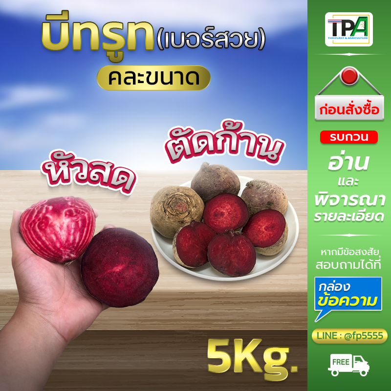 บีทรูทBeet root (หัวสด-ตัดก้าน-01) 5 ,10 Kg.- คละขนาด มีตำหนิร่องรอยตัดแต่ง