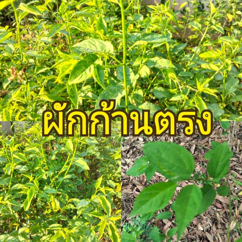 ต้นผักก้านตรง ผักกันเถิง ผักโขมเขียวผักพื้นบ้านอาหารเป็นยาต้นปักชำแข็งแรงรากเดินดีพร้อมปลูกสูงประมาณ 30 เซนติเมตร
