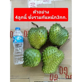 ลูกทุเรียนน้ำ ลูกทุเรียนเทศ ปลอดสารพิษ soursop