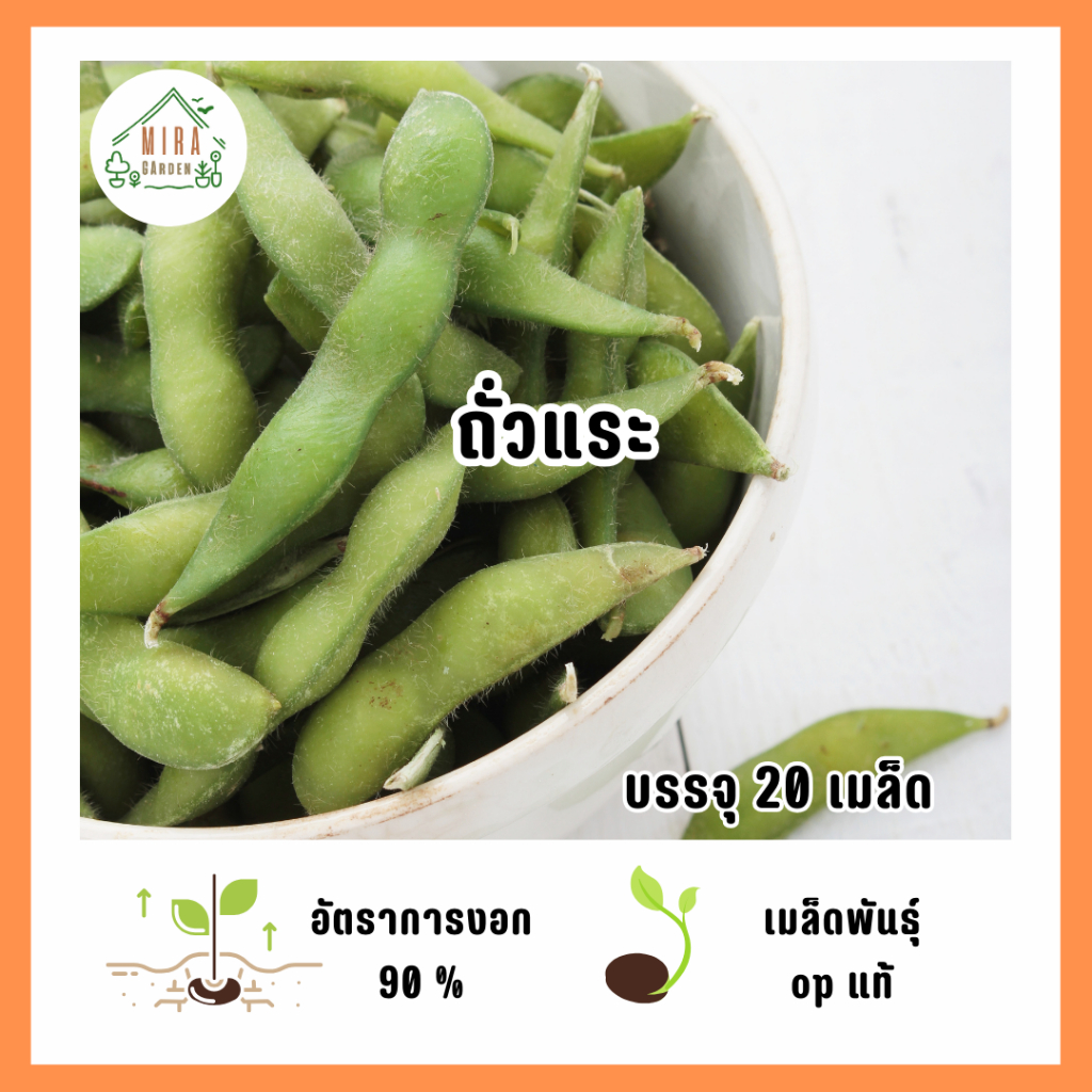 เมล็ดพันธุ์ถั่วแระ 20 เมล็ด