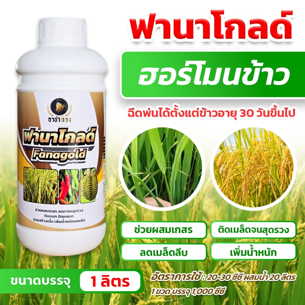 ฟานาโกลด์ 1 ลิตร ฮอร์โมนข้าว บำรุงข้าวท้อง ข้าวติดเมล็ดสุดรวง เพิ่มผลผลิตข้าว ข้าวได้น้ำหนักดี
