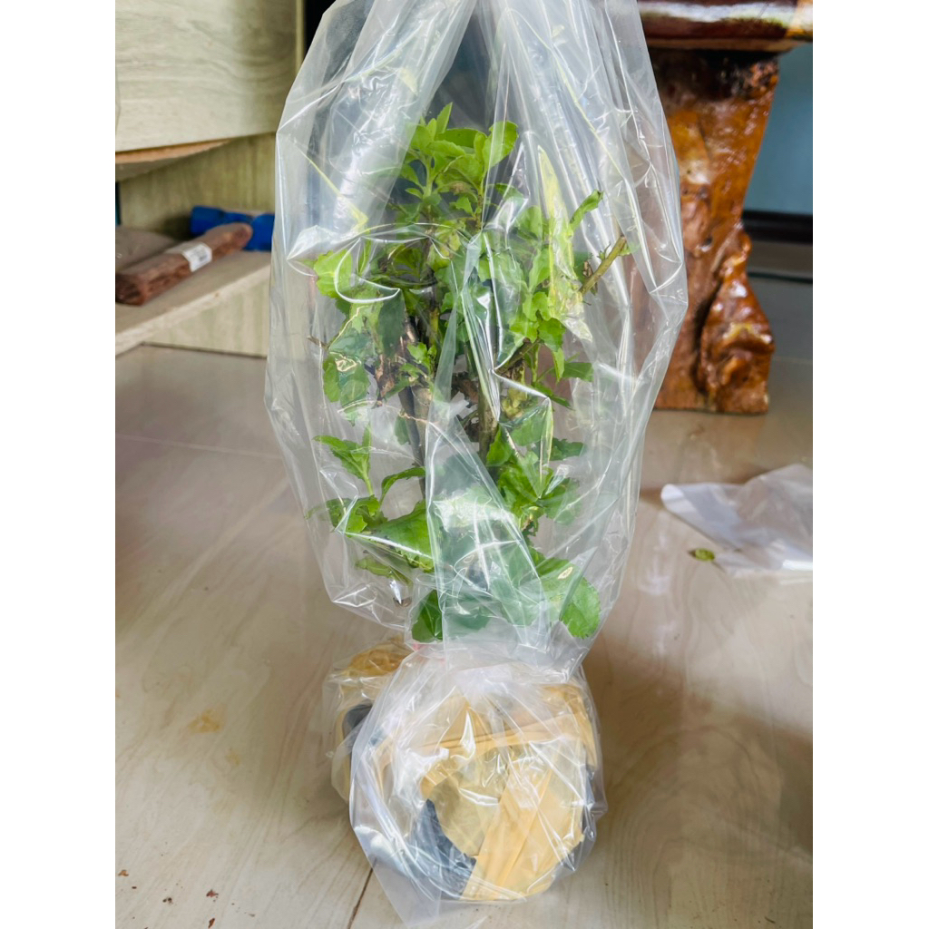 ต้นพันธุ์ใบขลู่เพาะชำกิ่งในถุงดำรากเดินดีพร้อมปลูก ราคา ถูกที่สุด ดีลบีเคเค แกลเลอรีภาพที่ 8