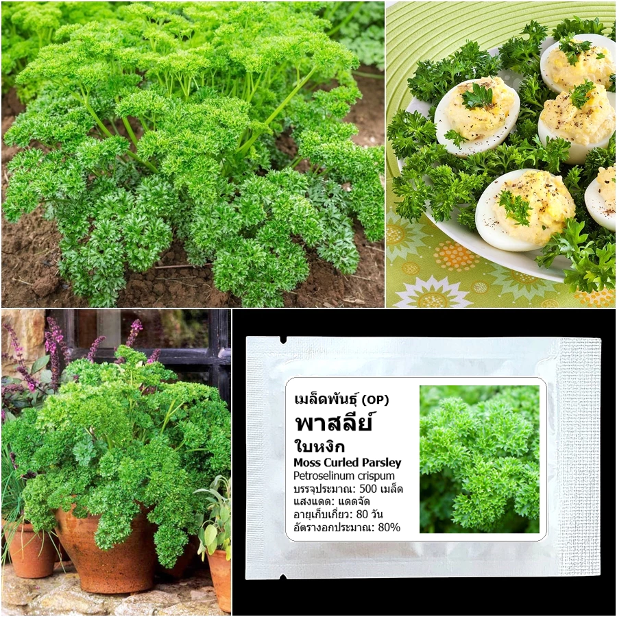 เมล็ดพันธุ์ พาสลีย์ใบหงิก Moss Curled Parsley Seed บรรจุ 500 เมล็ด คุณภาพดี ของแท้ 100%