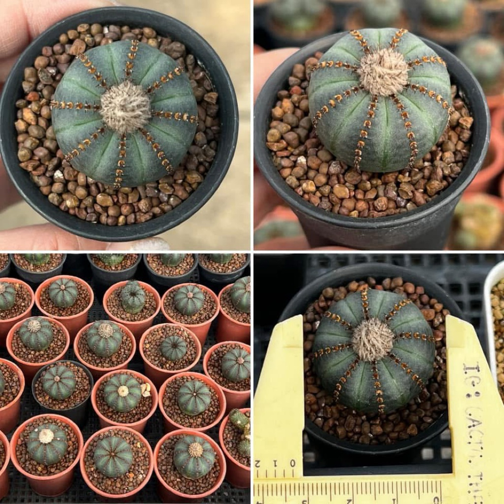 เฟรเลีย Frailea cactus แคคตัส กระบองเพชร