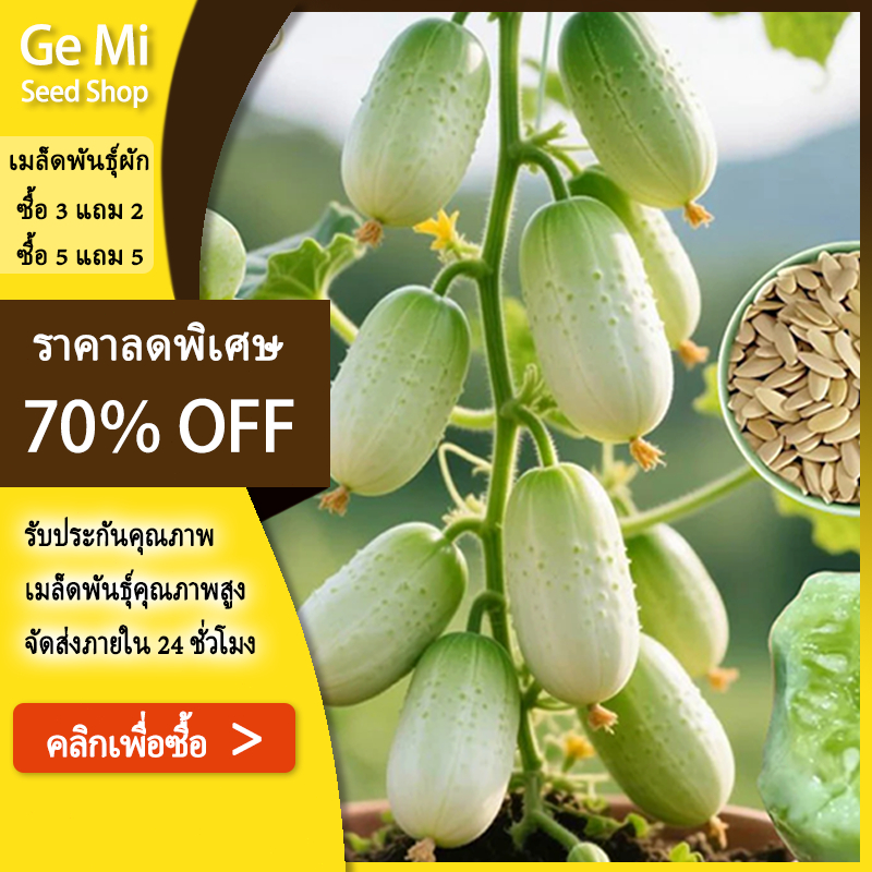 GEMI แตงกวาลูกดก ถูกที่สุด15บ. เมล็ดพันธุ์แตงกวาลูกดก ☘️งอกง่าย  โตไว☘️ผลดกมากก – โปรปัง