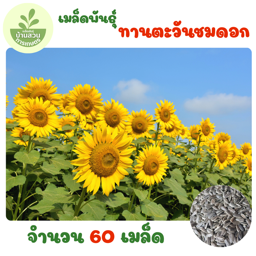 เมล็ดพันธุ์ทานตะวันชมดอก 60 เมล็ด