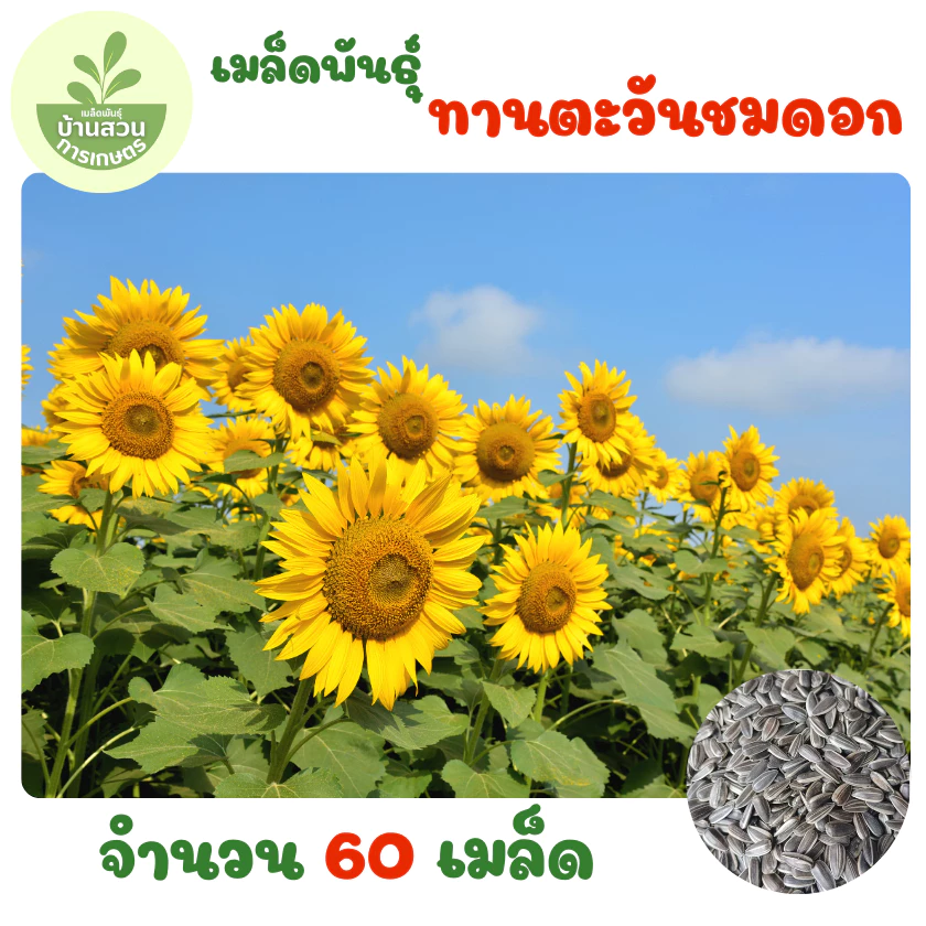 เมล็ดพันธุ์ทานตะวันชมดอก 60 เมล็ด