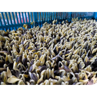 เมล็ดทานตะวัน (สำหรับปลูกต้นอ่อน 1 Kg)