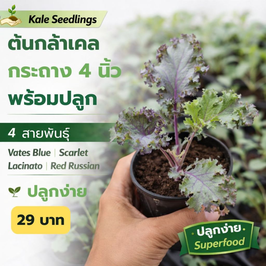 ต้นกล้าเคล 4 นิ้ว พร้อมปลูก | Vates Blue Scotch Kale / Scarlet Kale / Lacinato Kale / Red Russian Ka