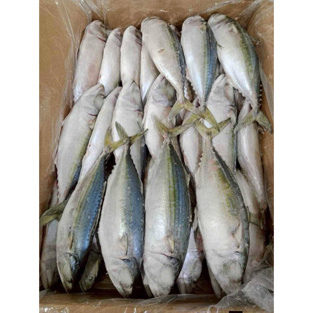 ยกลัง ปลาทู 3/5 โอมาน B (10kg.) 🐟🐟 ⚡️ส่งด่วน 🔥ค่าส่งเหมา✅คละได้ทั้งร้าน❗️โฟมฟรี💦ทุกจังหวัด 🚚💨ส่งขนส่งแช่เย็น❄️