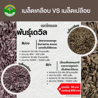 เมล็ดพันธุ์ผักสลัด เรดโครอล พันธุ์เดวิล ( ขนาด 0.5 กรัม ) ( เมล็ดเคลือบ ) รหัสสินค้า SSC 1034