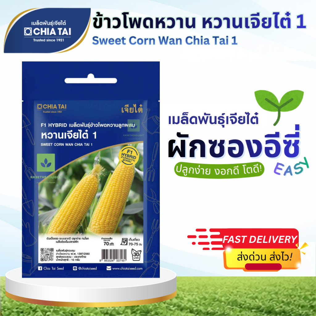 Easy เมล็ดพันธุ์ข้าวโพดหวาน หวานเจียไต๋1 Sweet Corn Wan Chia Tai 1