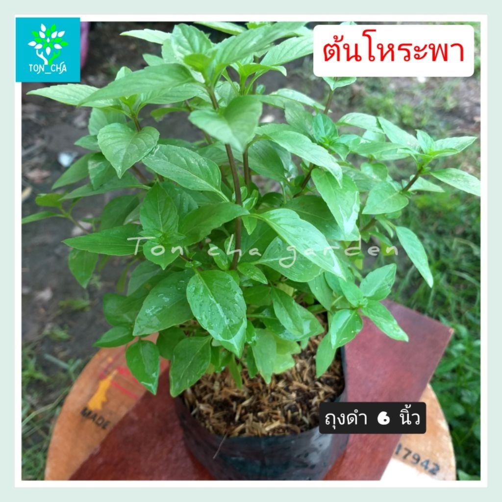 รวมผักสวนครัว ต้นสมบูรณ์แข็งแรง พร้อมจัดส่ง