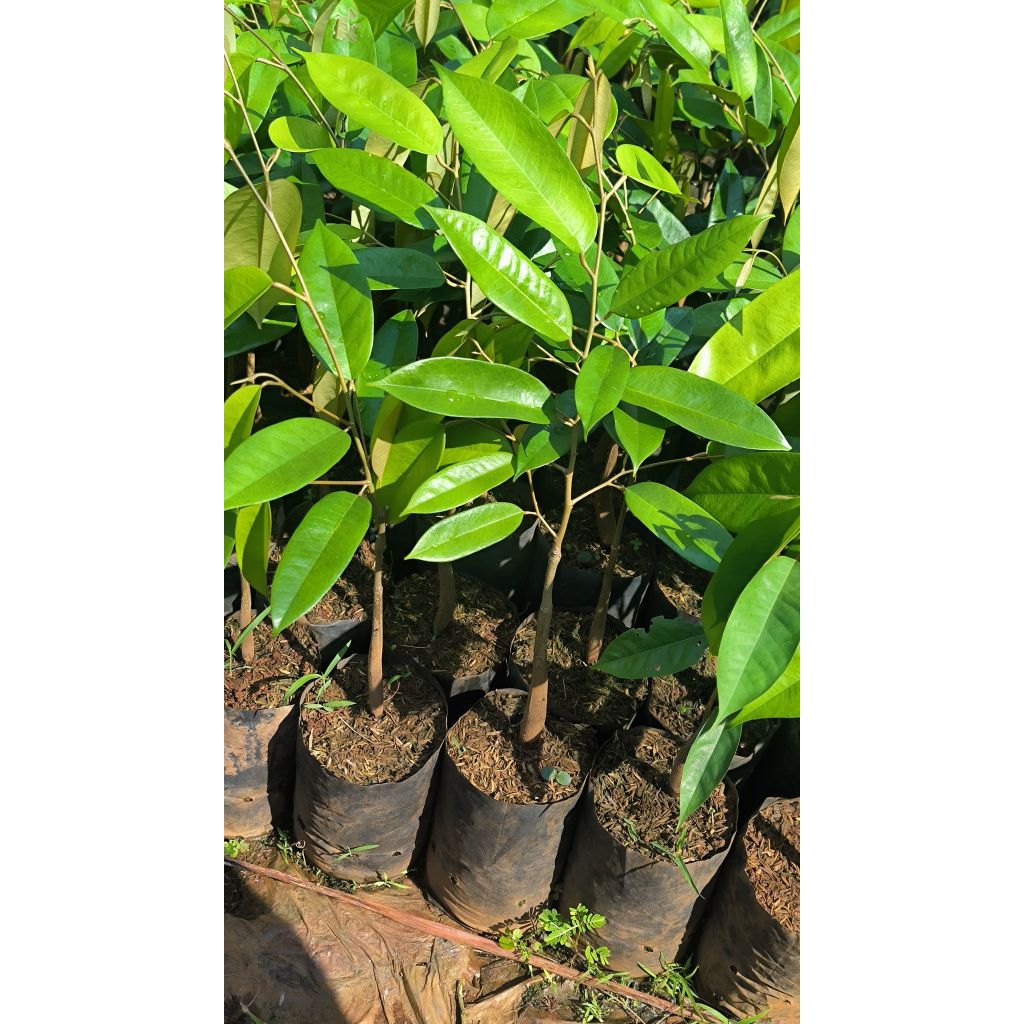 ต้นทุเรียนหมอนทองจันทบุรี(เสียบยอด)​🍁ถุงเบอร์7🍁ซื้อ10ต้นแถม1​ต้น