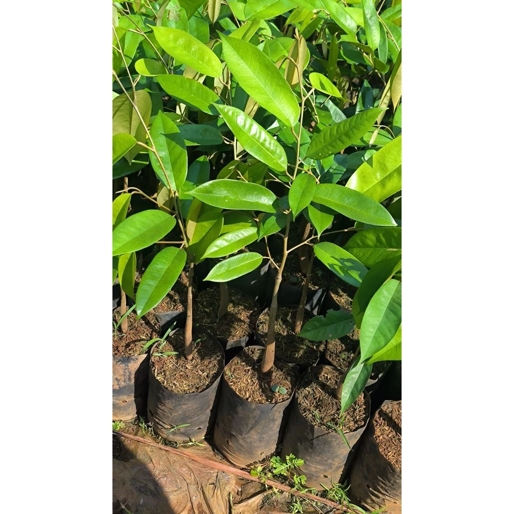 ต้นทุเรียนหมอนทองจันทบุรี(เสียบยอด)🍁ถุงเบอร์7🍁ซื้อ10ต้นแถม1ต้น(สั่งซื้อขั้นต่ำ 4 ต้น)