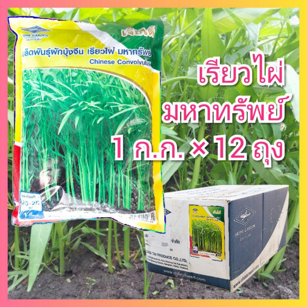 ยกลัง ผักบุ้งจีน เรียวไผ่ เจียไต๋ 1 กิโลกรัม × 12 ถุง มหาทรัพย์ ผักบุ้งใบไผ่ ผักบุ้ง ต้นอ่อนผักบุ้ง เมล็ดผักบุ้ง