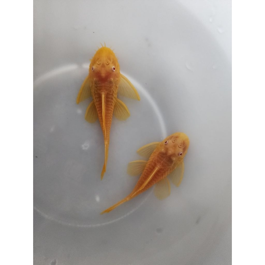 อาหารปลาขนาดกลางถึงใหญ่เม็ดจม 500g(L144 24K 3นิ้ว1คู่)